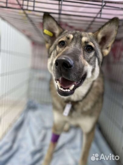 Собака в добрые руки