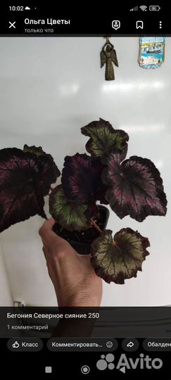 Бегонии, сциндапсус