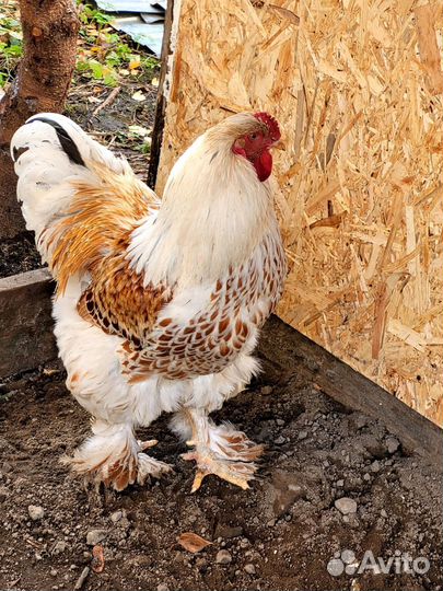 Цыплята Брама