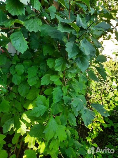 Саженцы боярышника