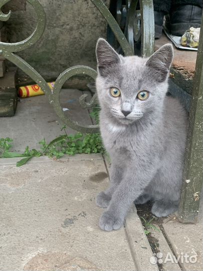 Котята 3 месяца