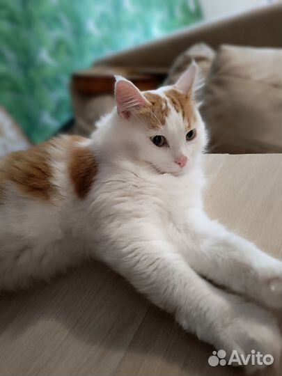 Котик в добрые руки