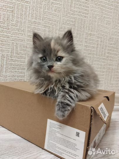 Отдам котят в добрые руки