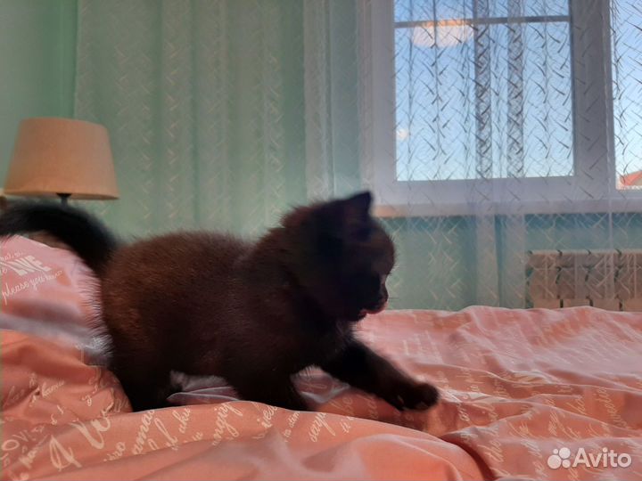Шотландские котята