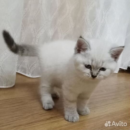 Шотландская