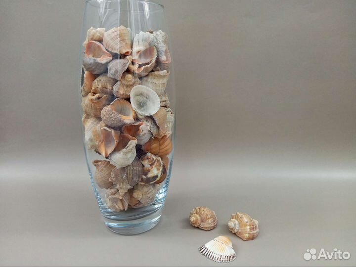 Морские ракушки