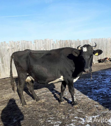 Корова с теленком