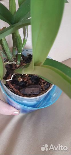 Каттлея -орхидея