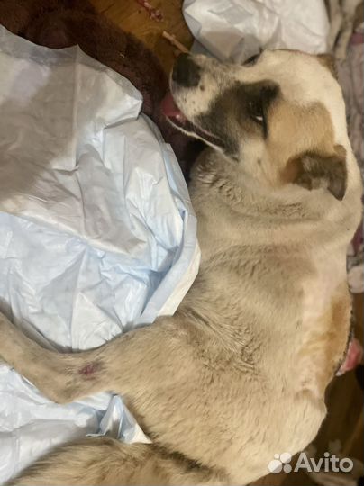 Передержка животных