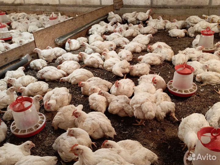 Куры бройлеры