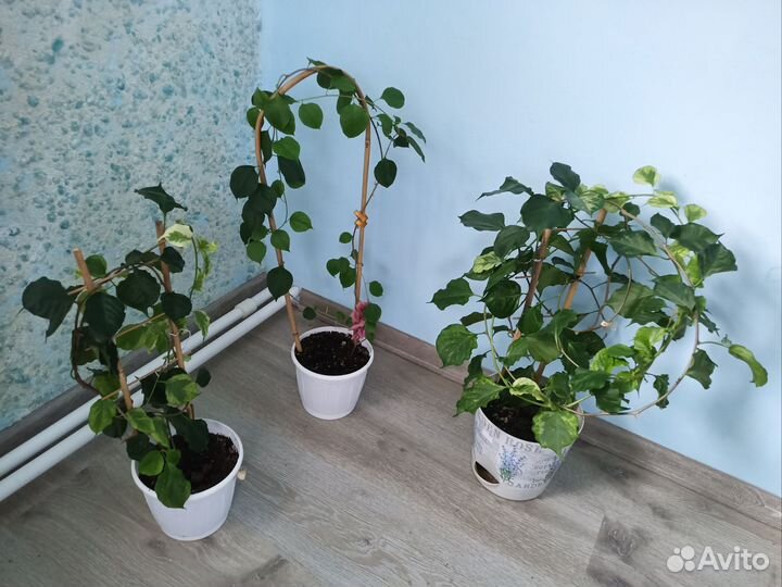 Бугенвиллия вариегатная