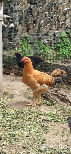 Молодые петухи