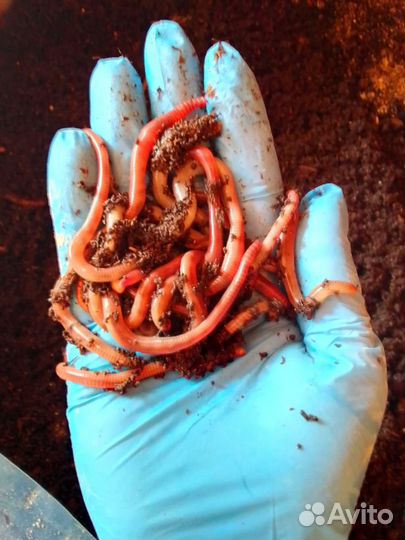 Червь дендробена