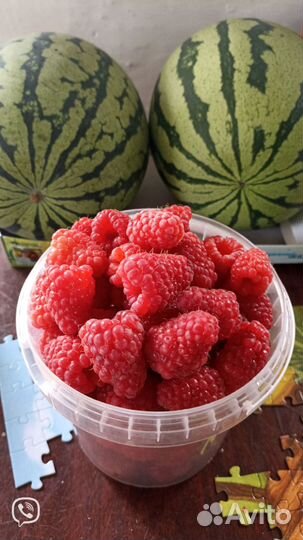 Саженцы малины 