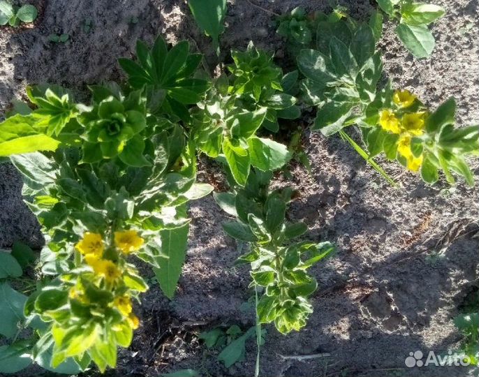 Вербейник точечный саженцы (обменяю на ваши цветы)
