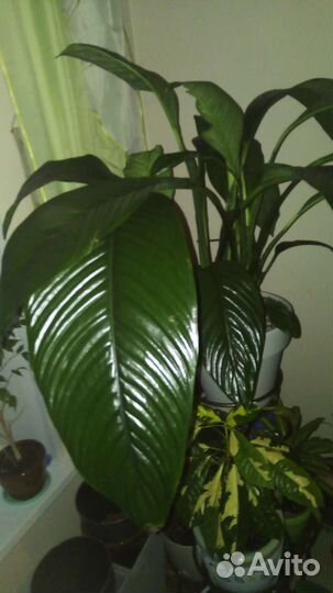 Спатифиллум и другие комнатные цветы