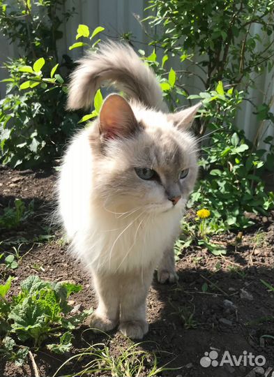 Кошечка в добрые руки