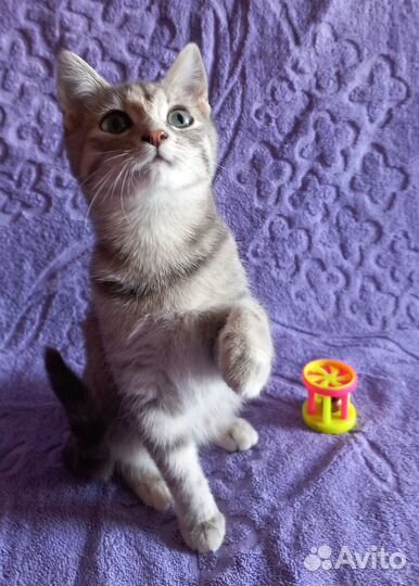 Котенок девочка