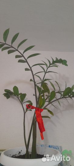 Замиокулькас