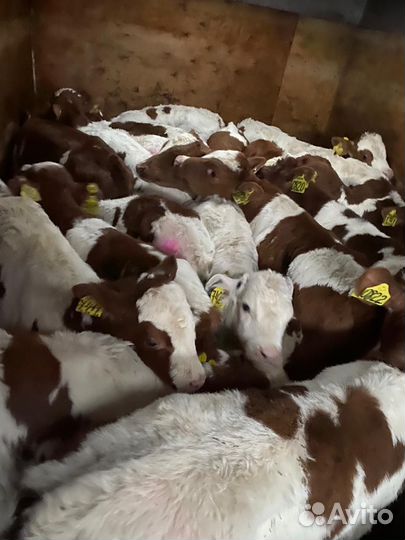 Бычки симменталы