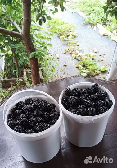 Саженцы ежевики