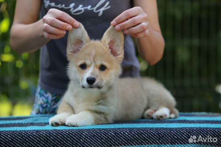 Вельш корги щенки