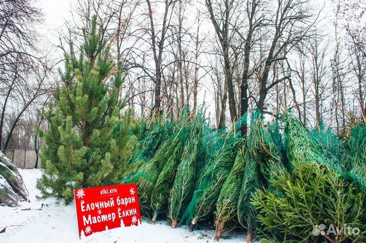 Сосна живая из уральского леса