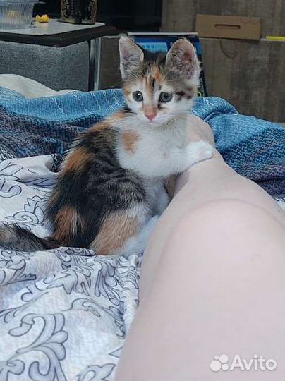 Кошки
