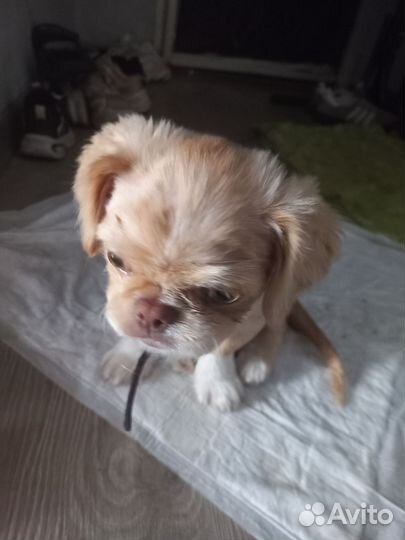 Продам щенка