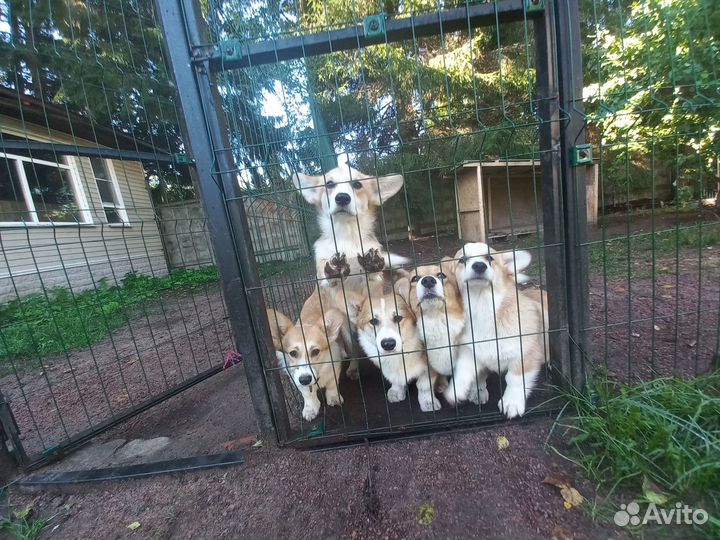 Гостиница для собак на природе. Отдельные комнаты