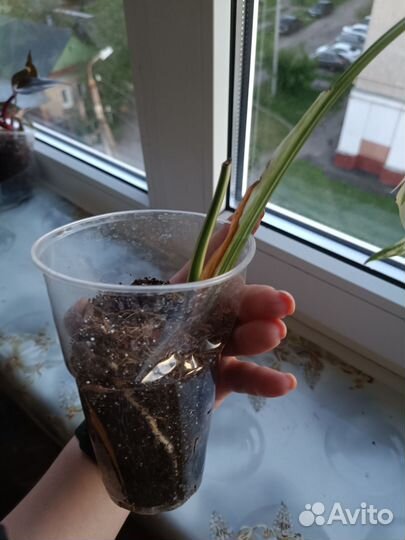 Монстера вариегатная Альба