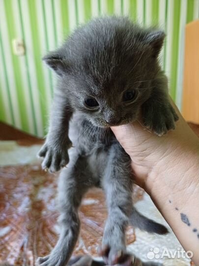 Котята мейн-кун метис