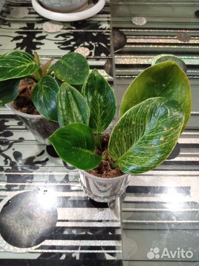 Комнатные растения цветы