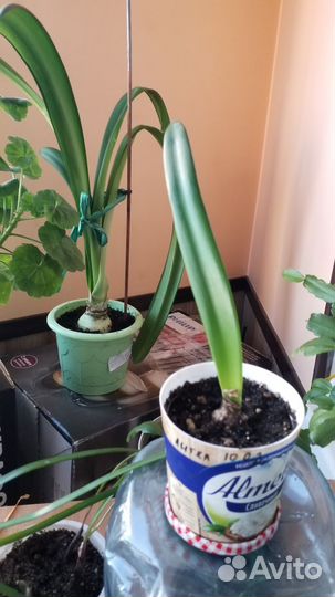 Гиппеаструм амариллис