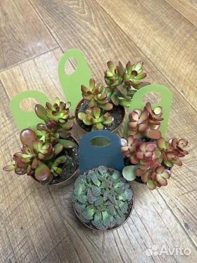 Редкие суккуленты