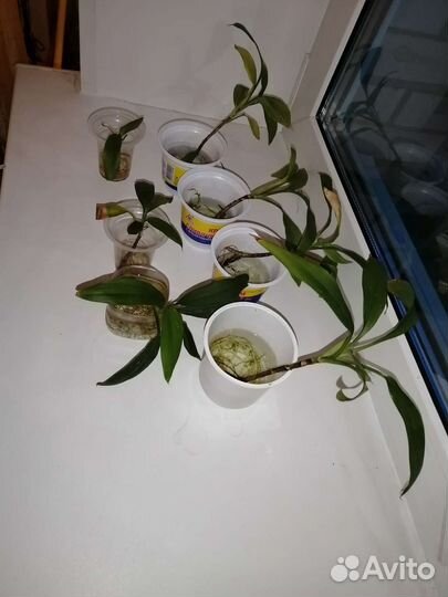 Юкка ростки