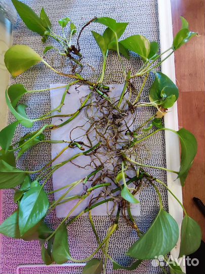 Сциндапсус