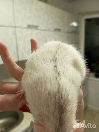 Крыска дамбо