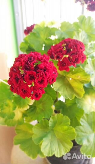 Пеларгония герань розебудная