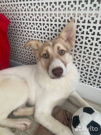 Кора из приюта Малинки