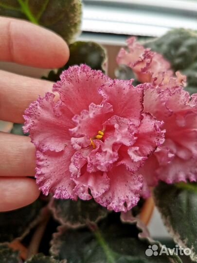 Фиалка цветущая