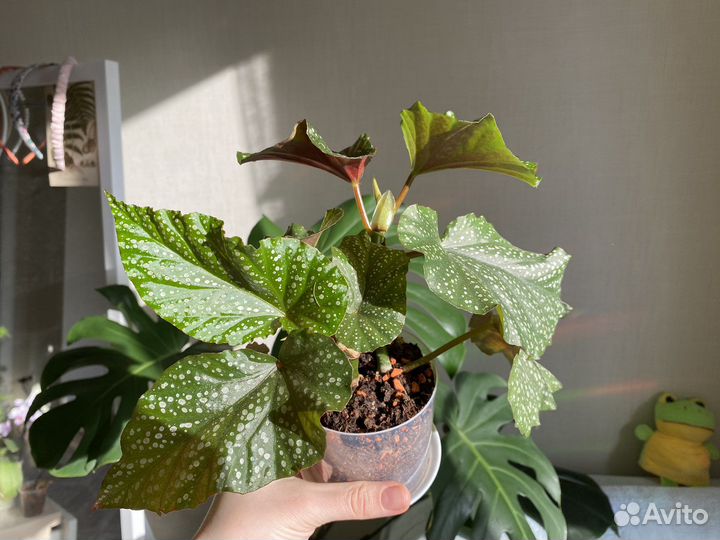 Бегония Люцерна