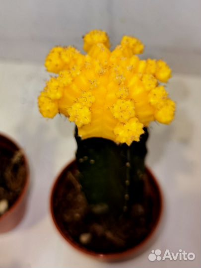 Кактусы и суккуленты редкие экзотические, микс