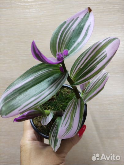 Традесканция