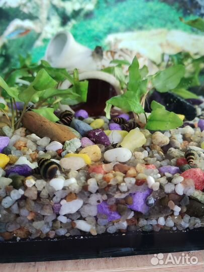 Улитка Хелена