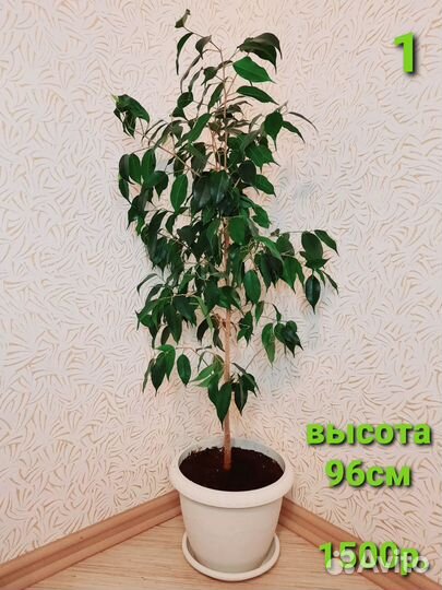 Фикус Бенджамина в светлом кашпо