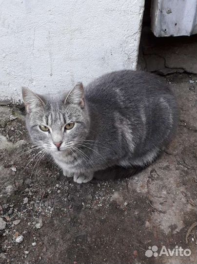 Выбросили домашнюю кошечку