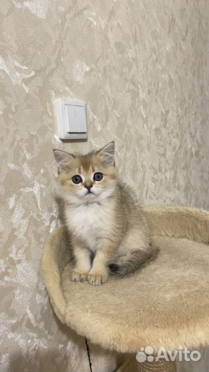 Британские котята