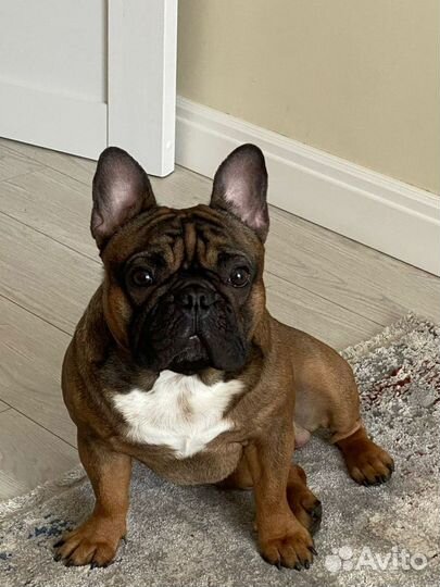 Вязка Французский бульдог