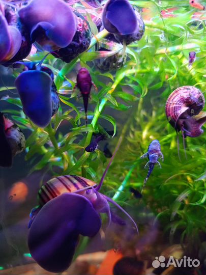 Сомики анцитрусы